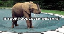 elephant standing on pool cover